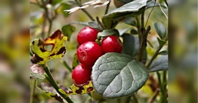 Снижает давление, холестерин и выводит токсины: ученые назвали ягоду, которая может стать альтернативой лекарствам - fakty.ua - Украина